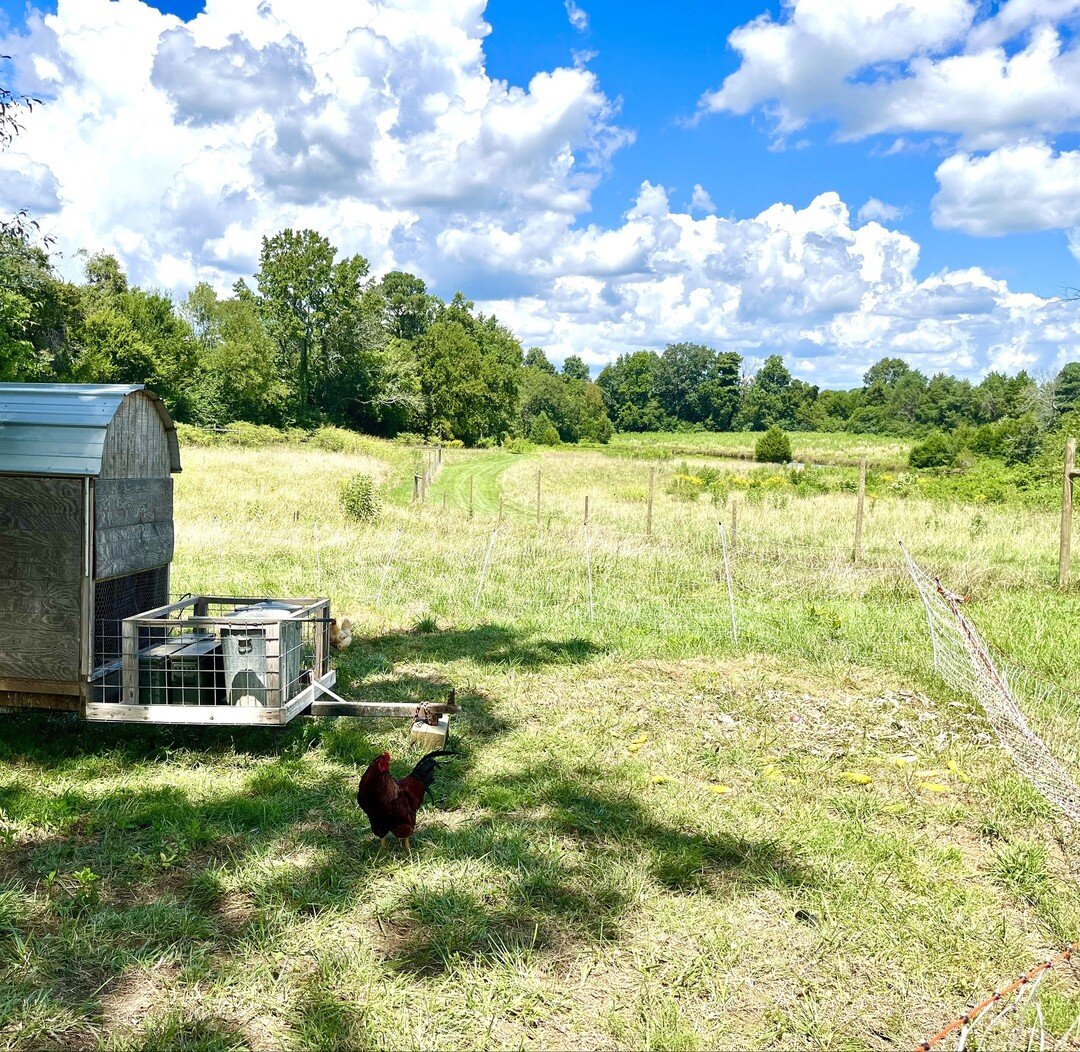 Notes from WildSide's Resident Rooster: 
It's hot!!! But these Summer-blue skies filled with thick, fluffy clouds are worth the sweat (in actuality, chickens can't sweat 😅)... Nonetheless, we suggest carving out daily time to find a shady spot with 