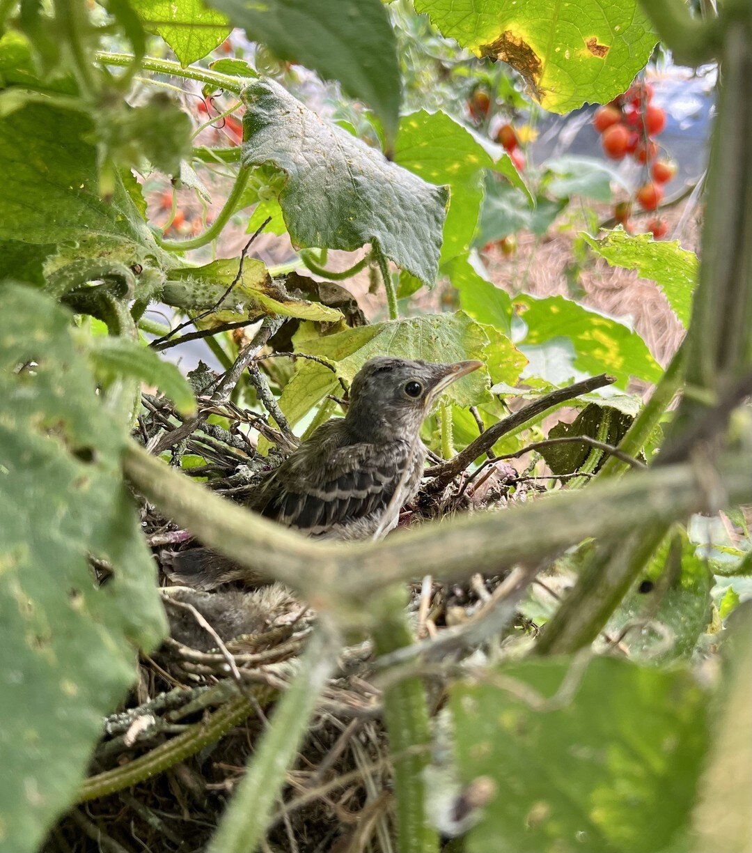 Can you believe the baby birds we just featured last week are already looking like they are ready to fledge the nest?! It's amazing what a whirlwind life is, and time on the farm reminds us of this daily. Let us all take a pause to notice the beautif