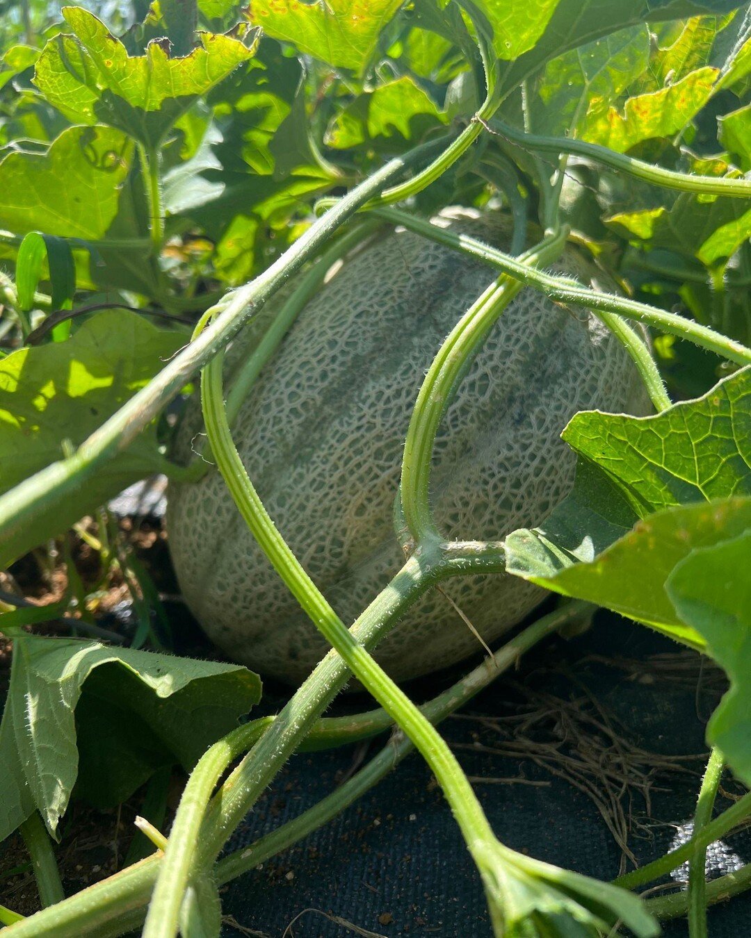 Sweet, Juicy Cantaloupe = Summer Star!

Our gardens continue to expand with the flavors of Summer to round out your plates! And good news! Our store is officially open for the week! 
https://app.barn2door.com/e/90Axw/all

P.S. This will be our last w