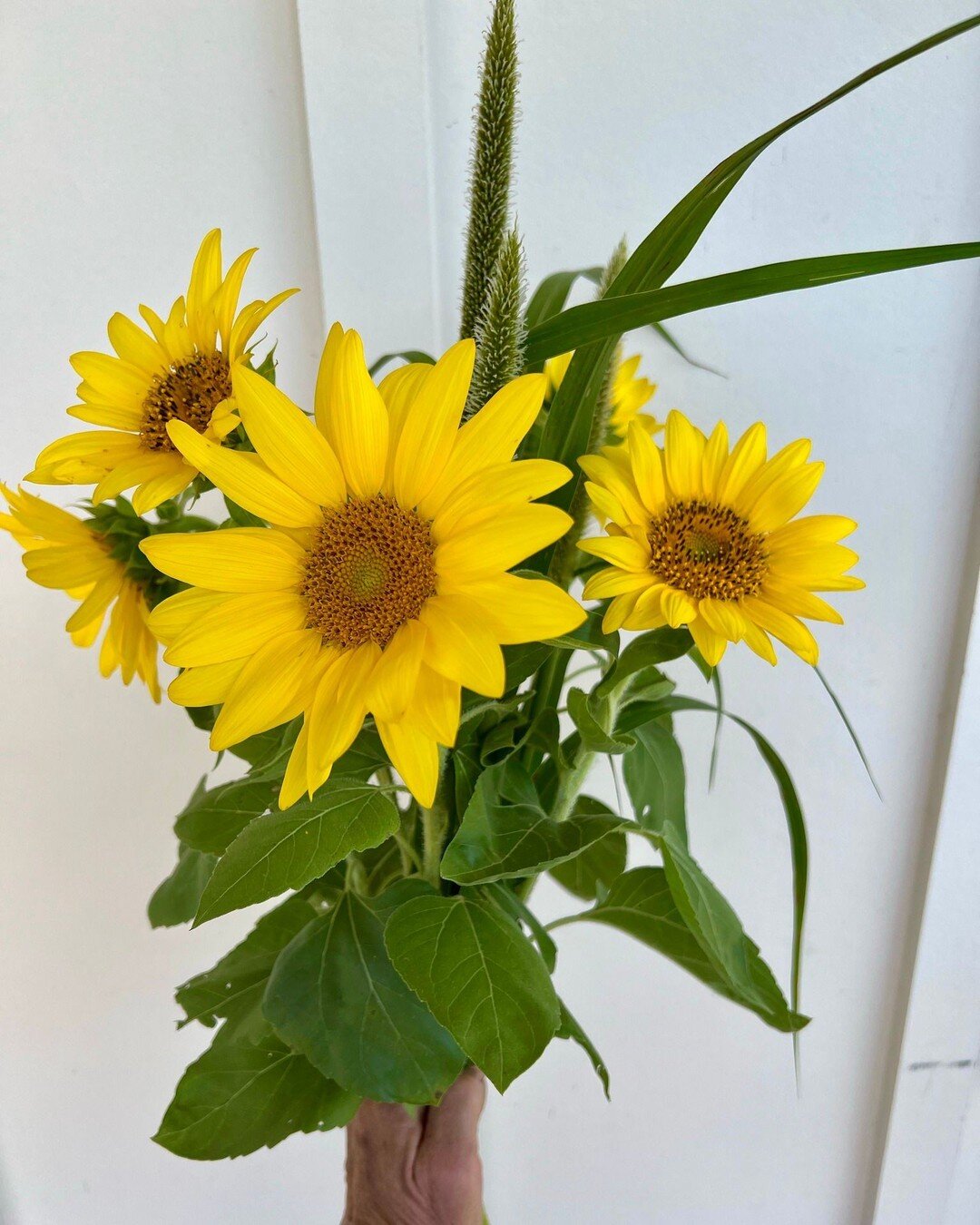 WE ARE DANCING! 

It's Friday. It's a beautiful day. It's Pop Up Market time! 

Join us tomorrow morning (Saturday, September 3rd) from 9am - 11am at the farm. We have a delicious list of offerings ready for you! Plus, look at those cover crop bouque