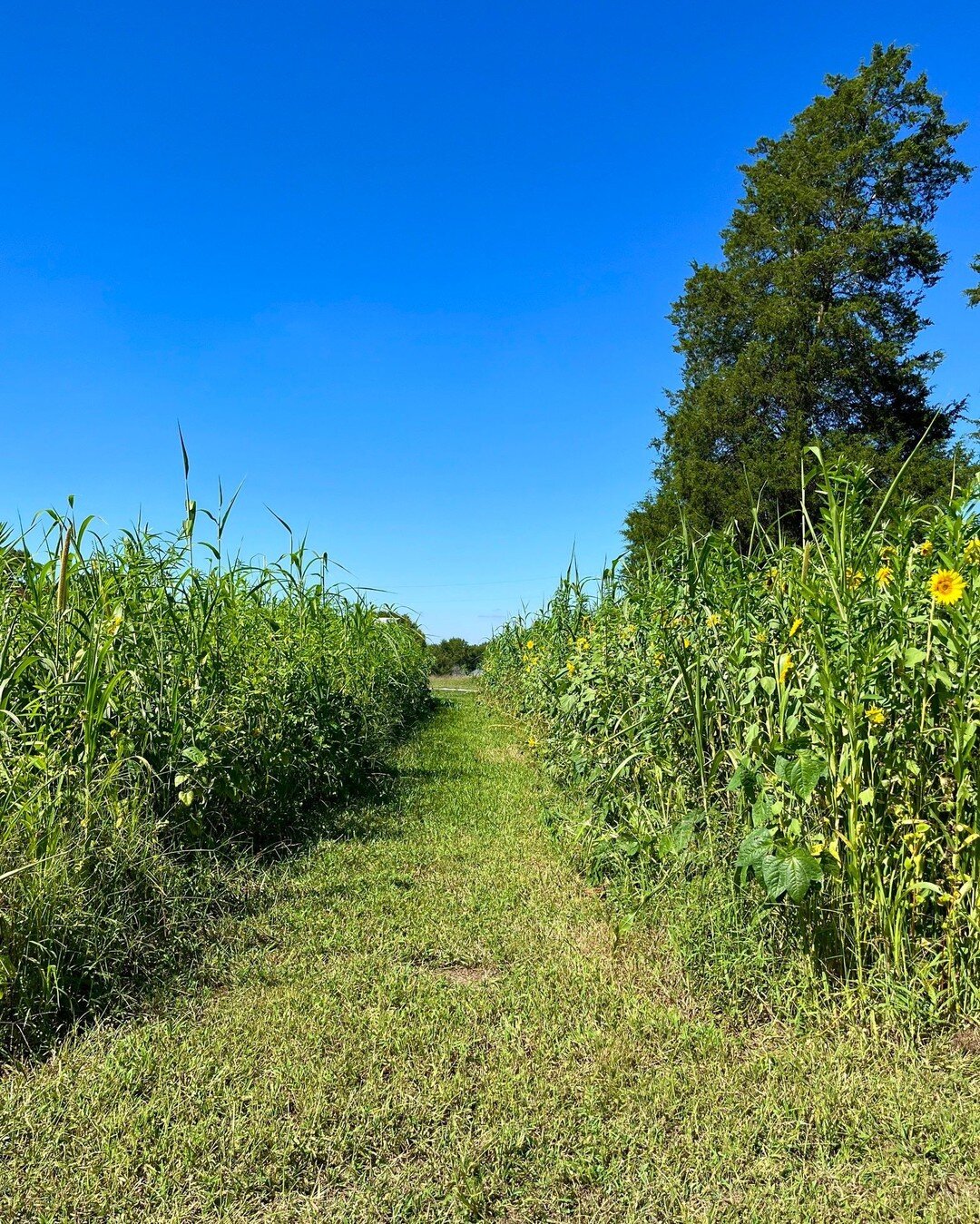 Peekaboo Sunflowers! We see you! 

Know what you will find at the end of this irresistible path through our cover crop filled beds on Saturday?! 

OUR SECOND POP-UP MARKET! 
Please join us Saturday, September 3rd from 9am - 11am at the farm. No need 