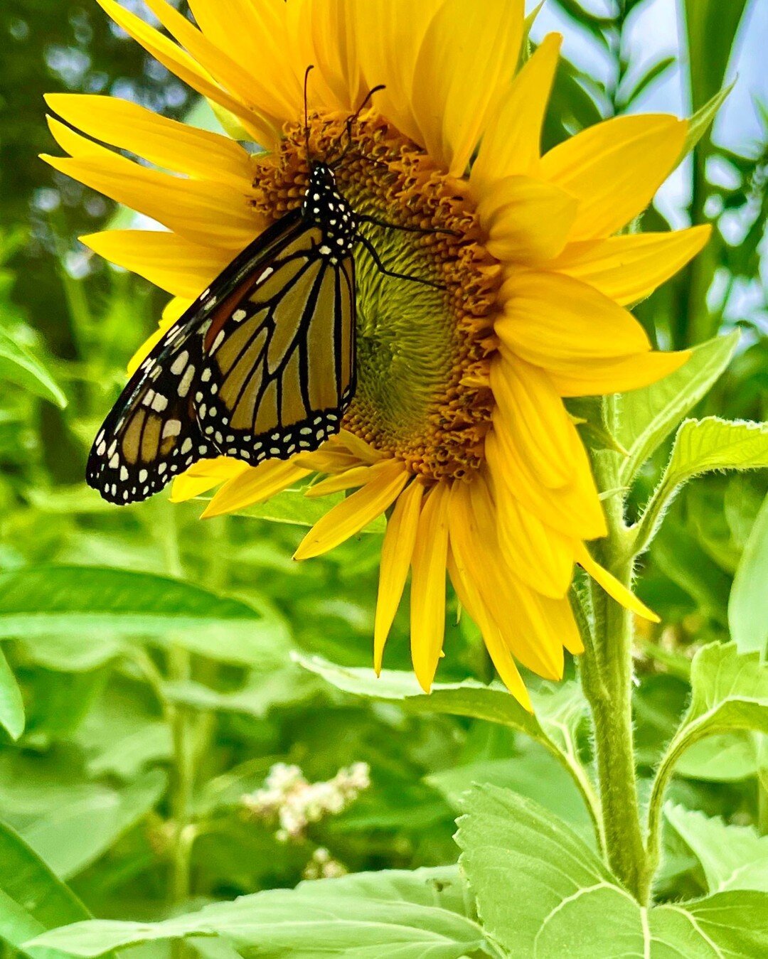 Beauty &amp; Purpose!

As if our list of cover crop benefits wasn't long enough before, check out what's happening out in the bed today! The sunflowers have bloomed AND are creating a welcoming landing for monarch butterflies 🌻🦋