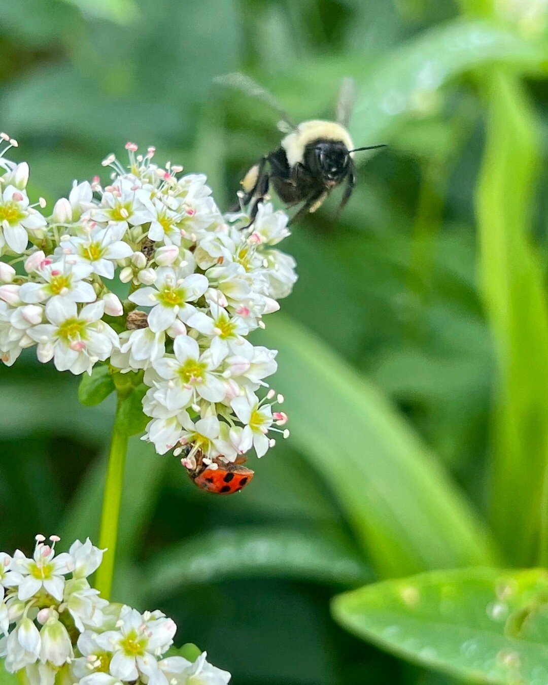 WildSide LOVES finding ways to keep the circle of giving turning. 

Beneficial insects like bumble bees and ladybugs do wonders for the health of our gardens, so luckily we are able to boost their habitat by providing cover crops! In addition to prov