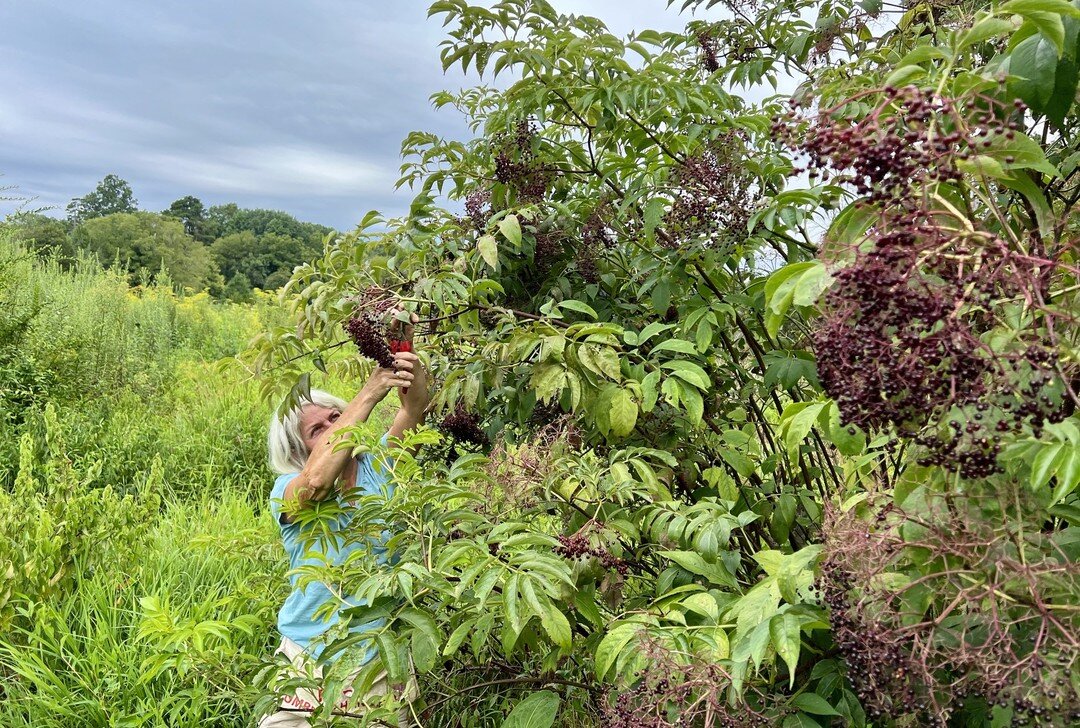 Walt &amp; Deb harvested ELDERBERRY from the wildside of the farm! 

This amazing superfood will be transformed into a highly supportive syrup that has been shown to be powerful in combating colds and the flu! Check out Dr Low Dog's page to learn mor
